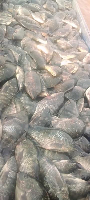 Tilapia - Caging in Lake Victoria from Uganda